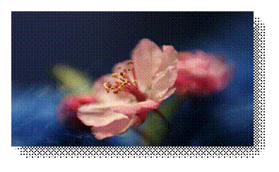 Description : 11018431-md.jpg