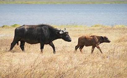 English: Cape Buffalo and calf, Ngorongoro Con...